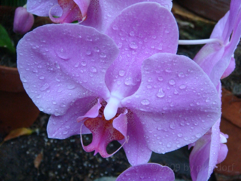 Western Michigan [2009] 175.JPG - Scenes from Frederik Meijer Gardens & Sculpture Park.